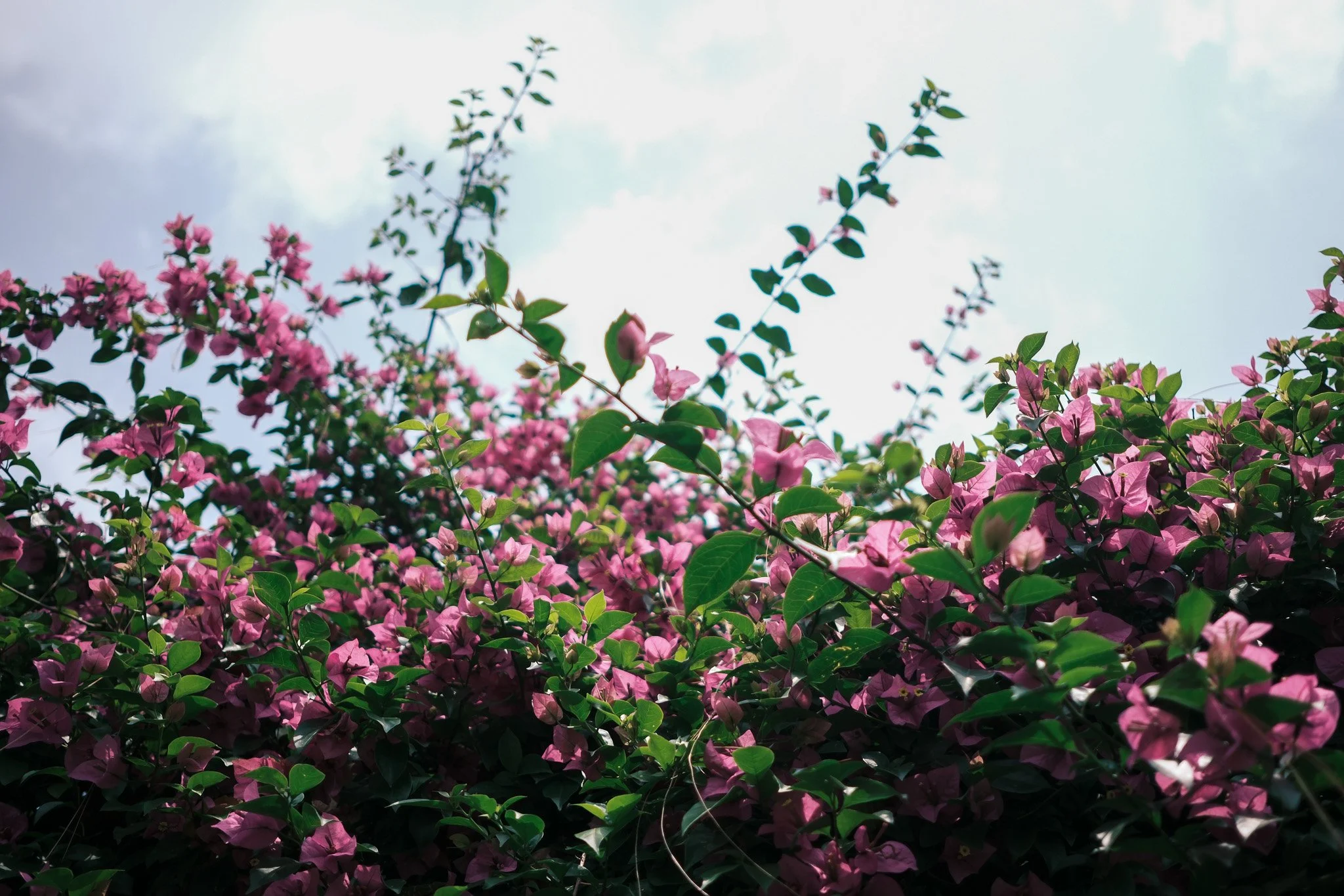 DSCF4771.jpg