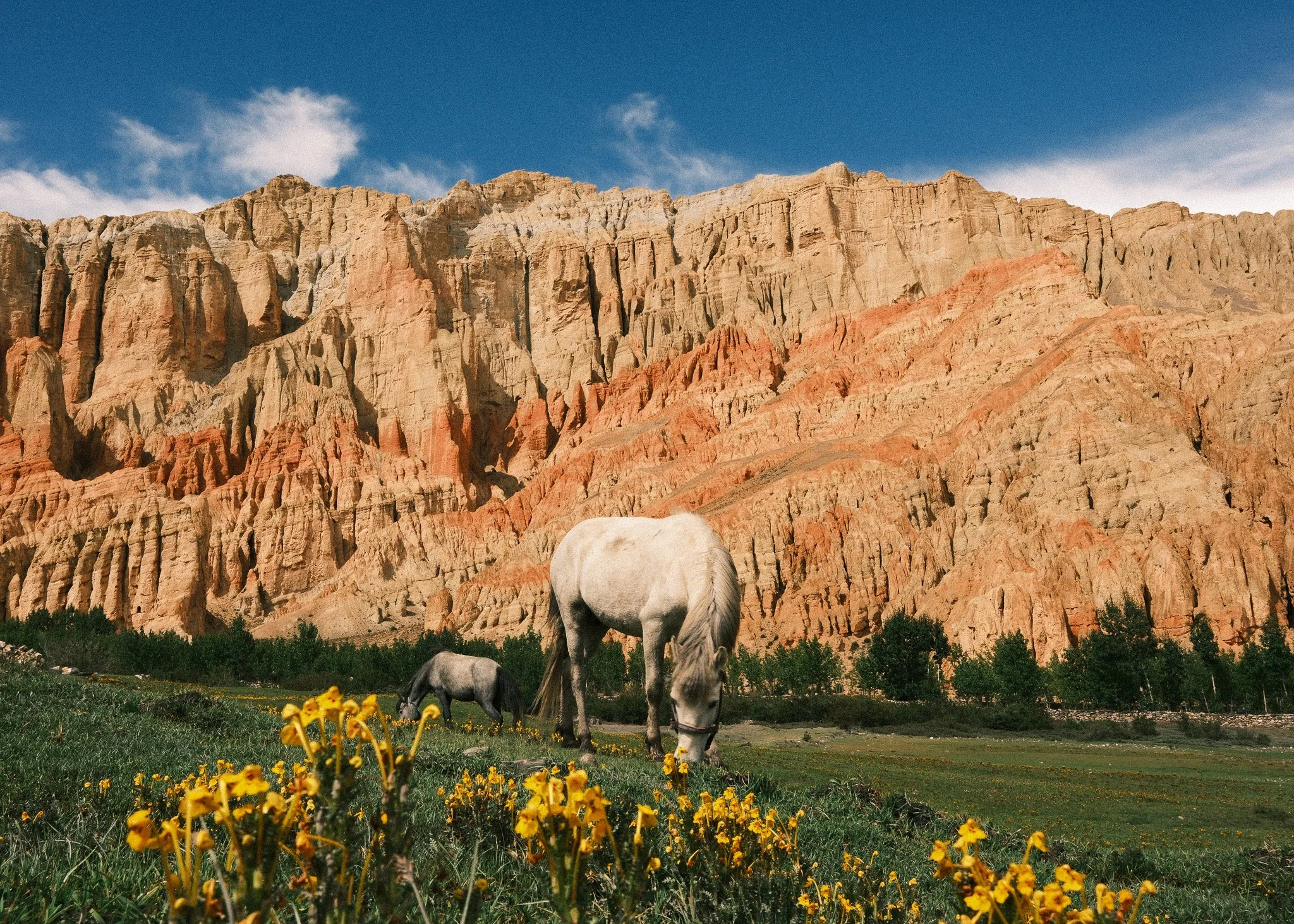 Landscape photo of the red cliffs of Dhakmar in Upper Mustang, Nepal, with a horse grazing in the foreground