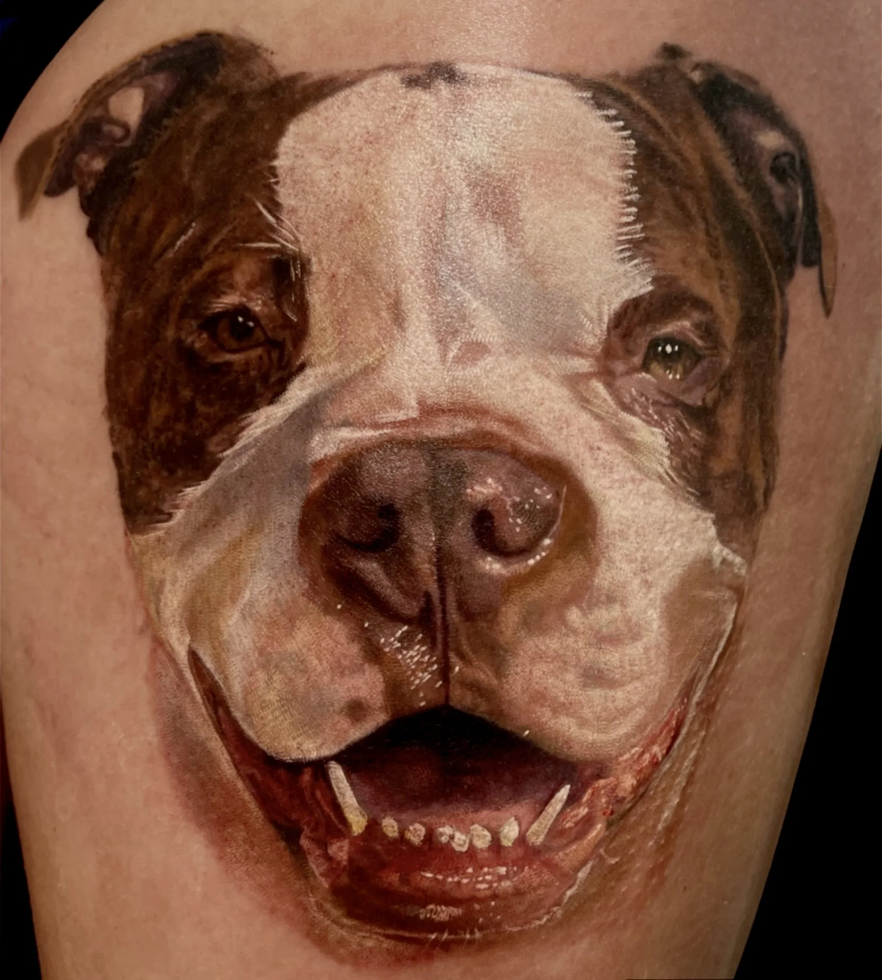 color realism pitbull tattoo
