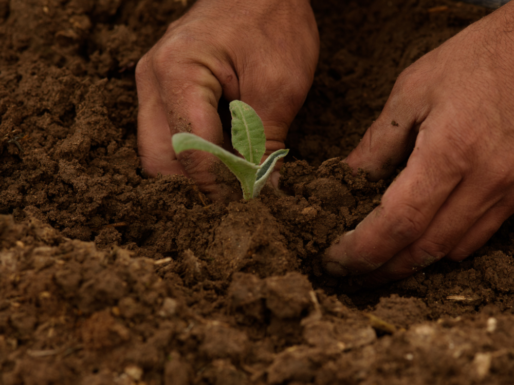 image of hands planting crops as agronomist