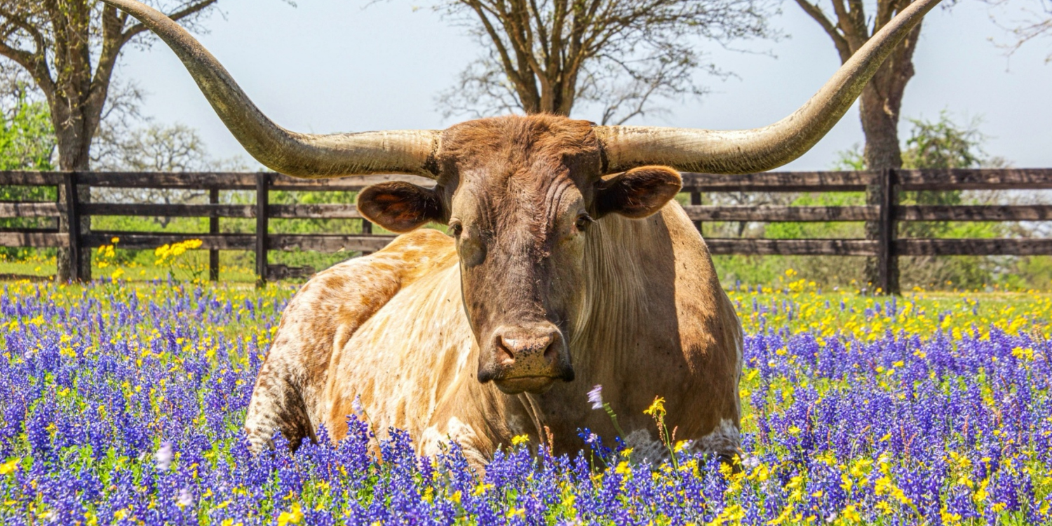 image of bull in pasture of livestock ranch using H-2A in America