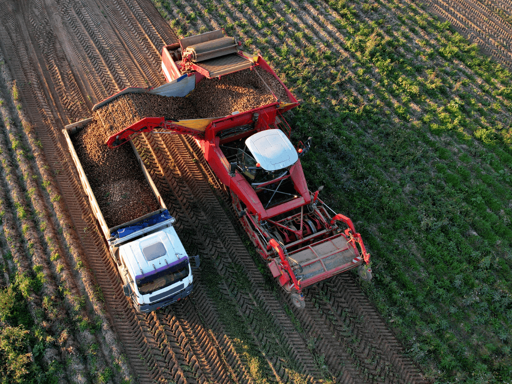 image of a potato harvester in the field emptying harvested potatoes into a truck