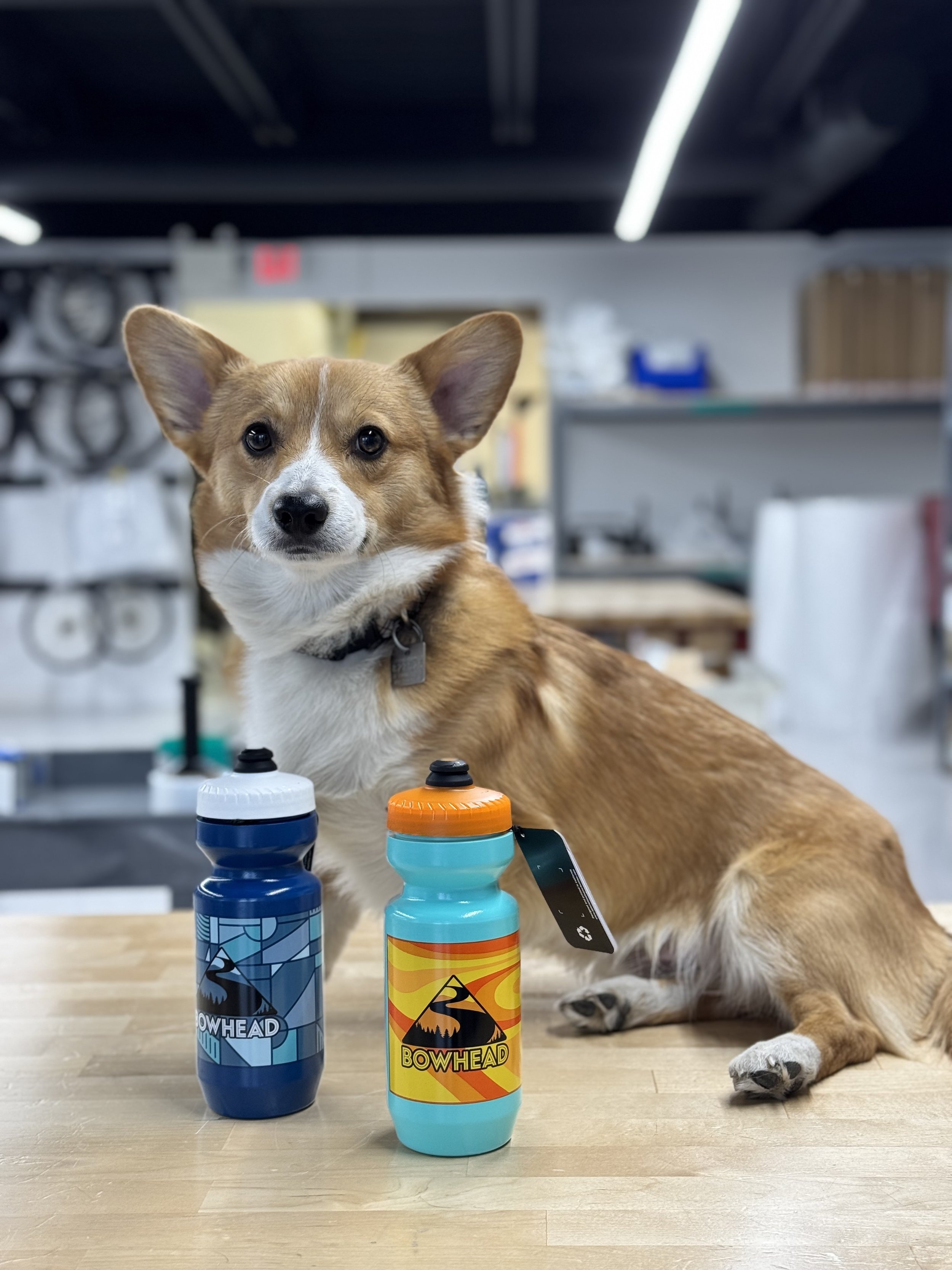 Yoda Water Bottles.jpg