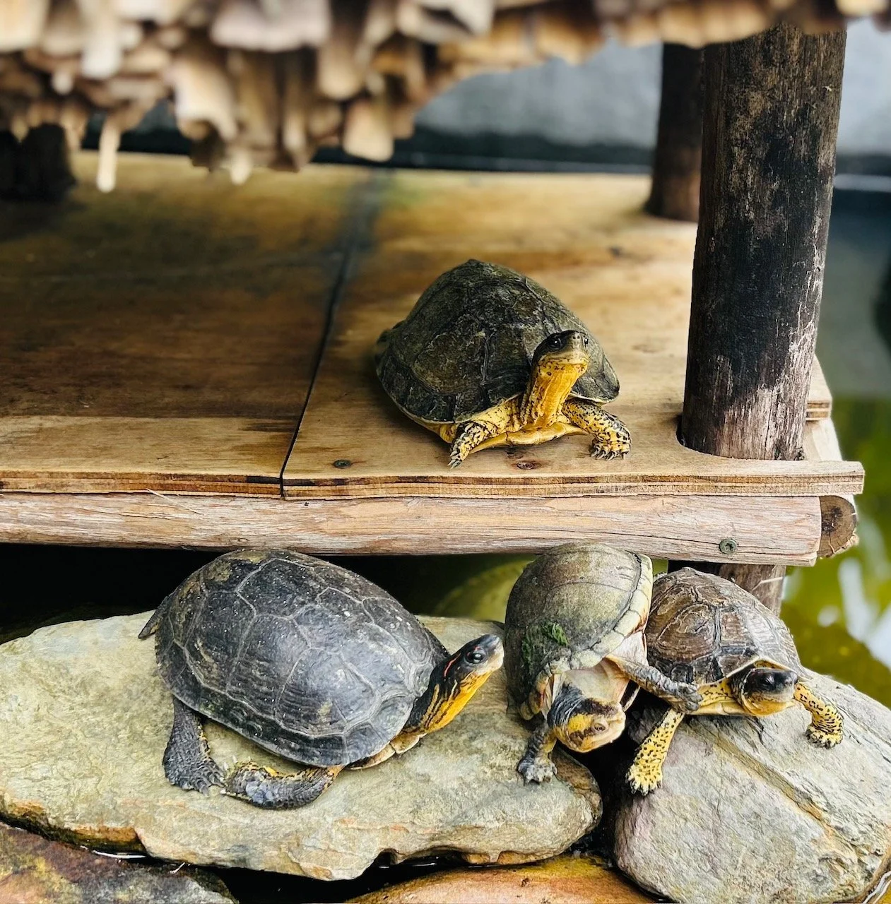 Inside Belize: Coppola Hideaways