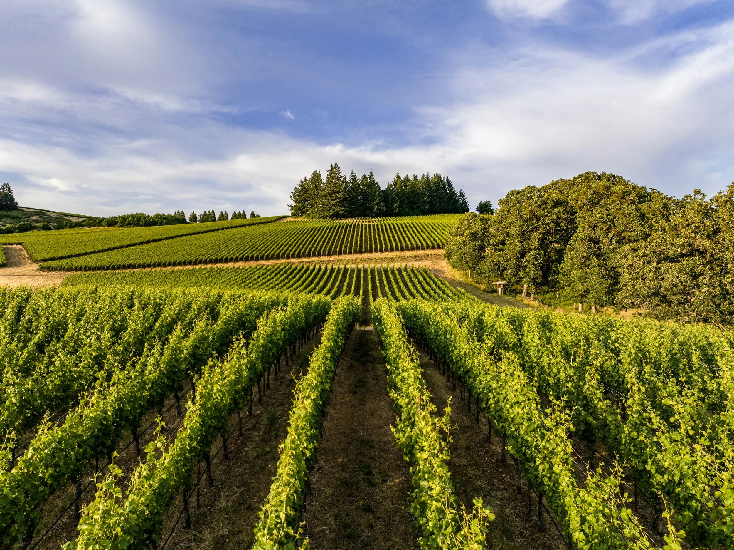 Hills with vineyards in Willamette Valley, Oregon with Well Placed Travel
