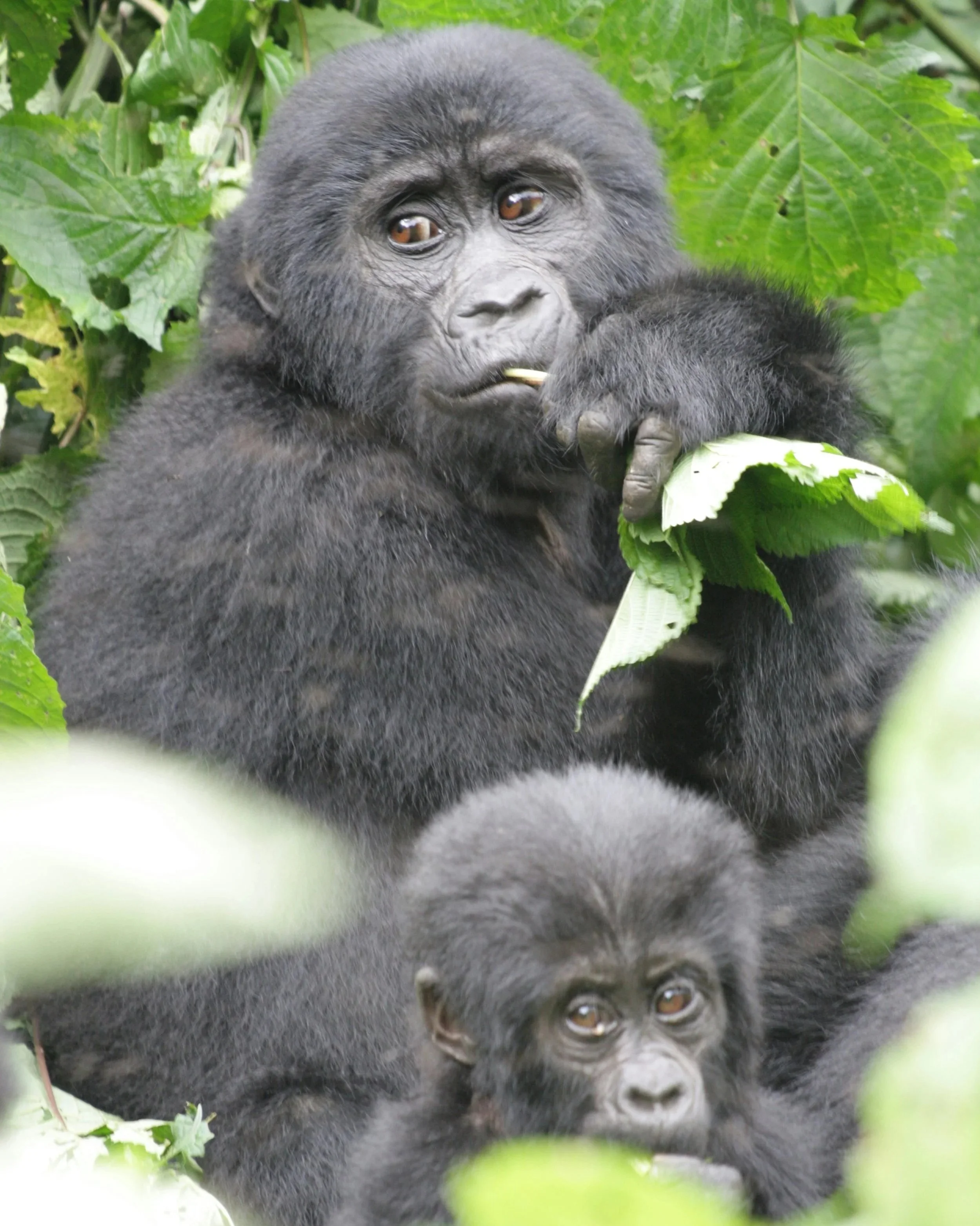 silverback gorillas in Rwandan rainforest