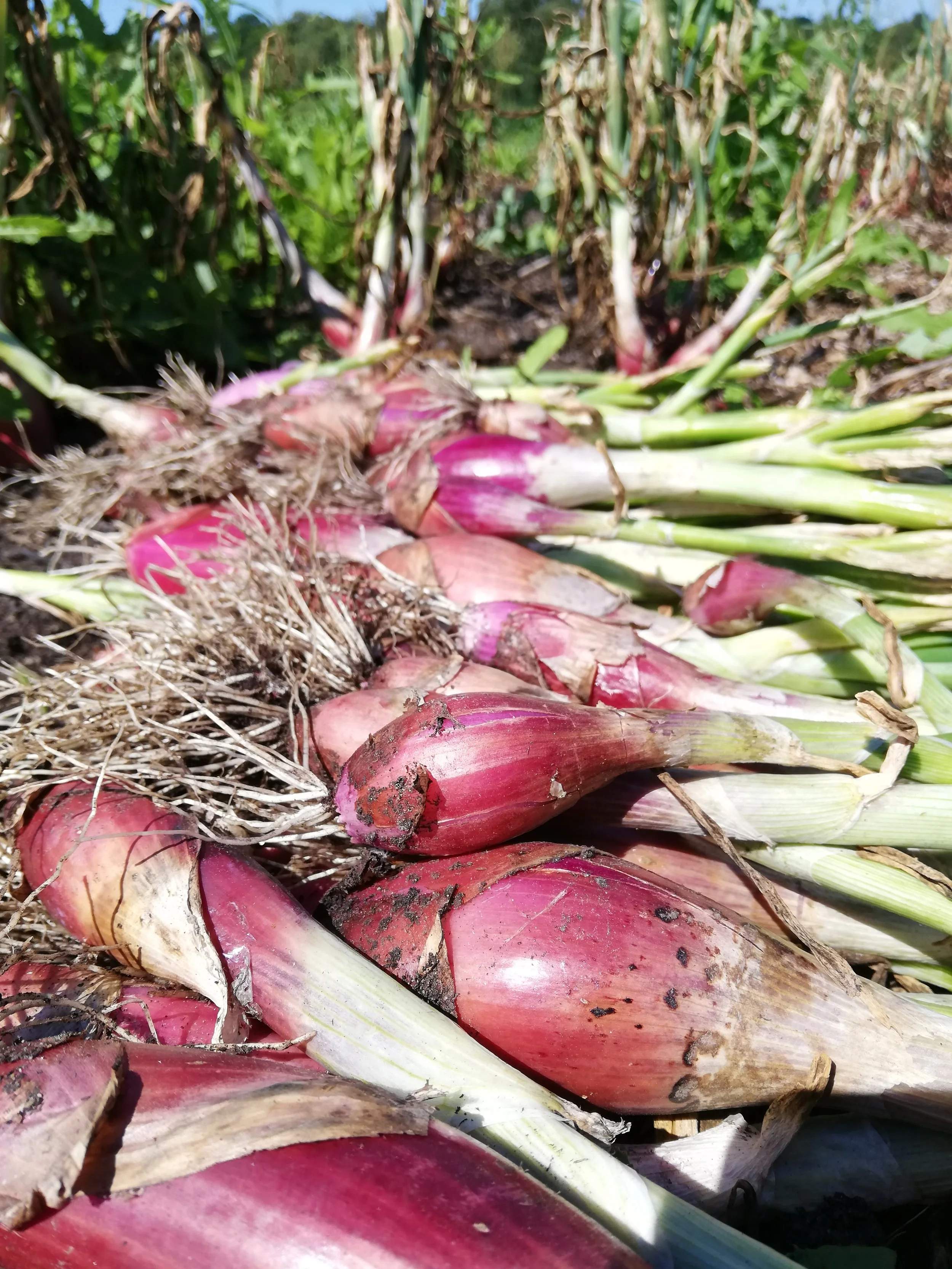 Zwiebel frisch unbehandelt bio regional einkaufen Borken (Westf.) Heiden Raesfeld Velen