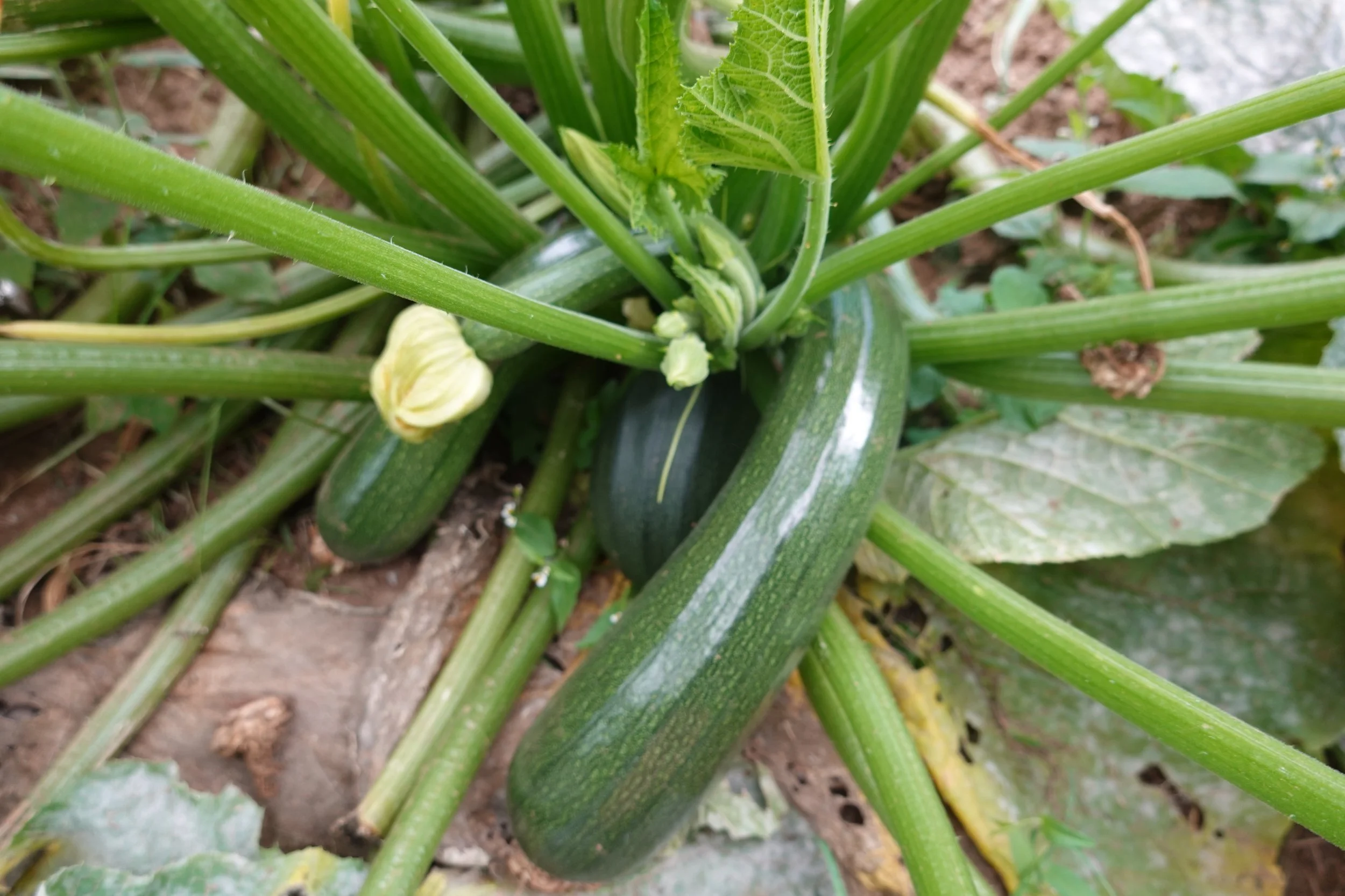 Zucchini frisch unbehandelt bio regional einkaufen Borken (Westf.) Heiden Raesfeld Velen