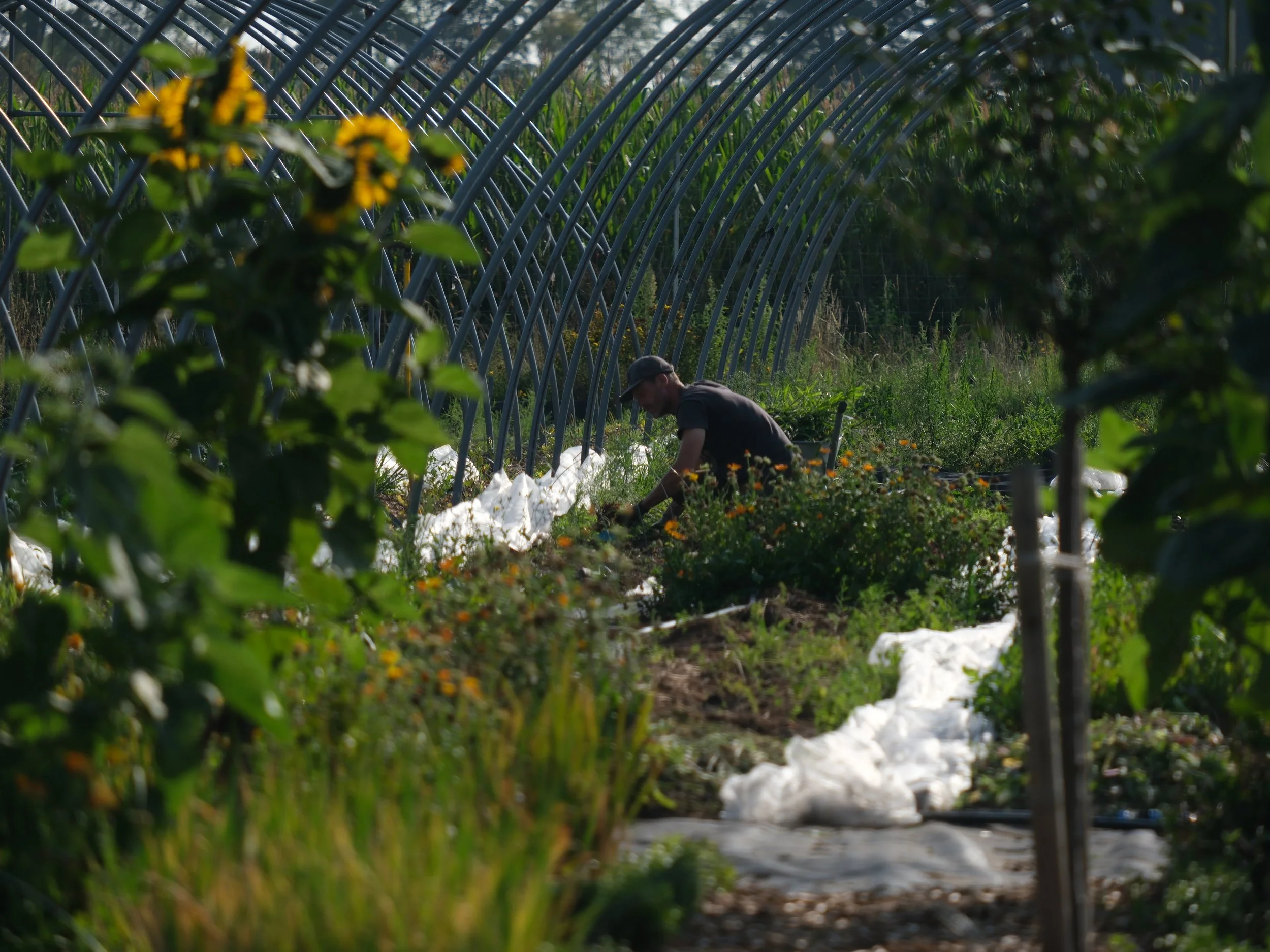 HerzGemüseKooperativ Marktgarten Borken