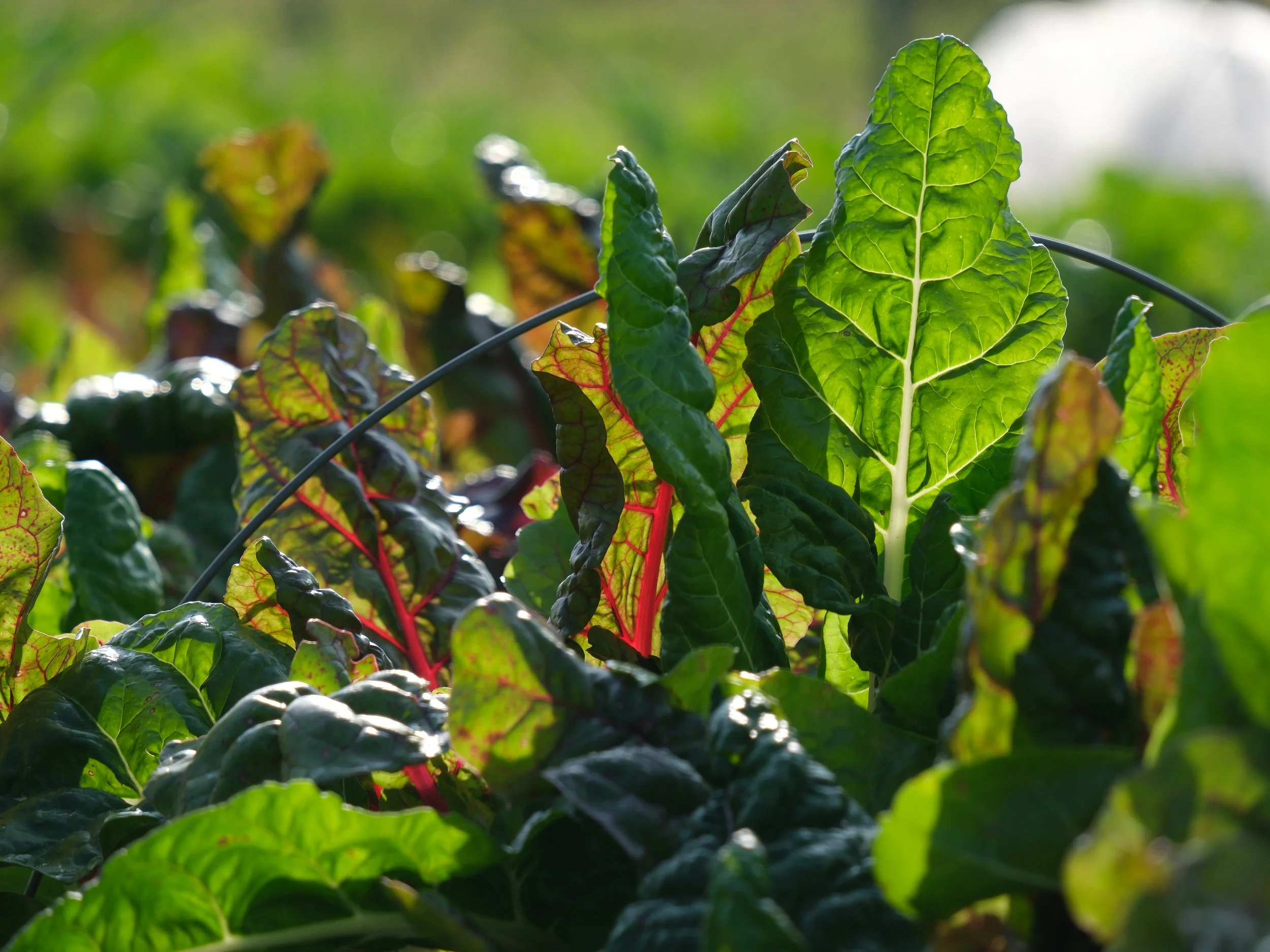 Mangold Gemüse unbehandelt bio regional einkaufen  Borken (Westf.) Heiden Raesfeld Velen