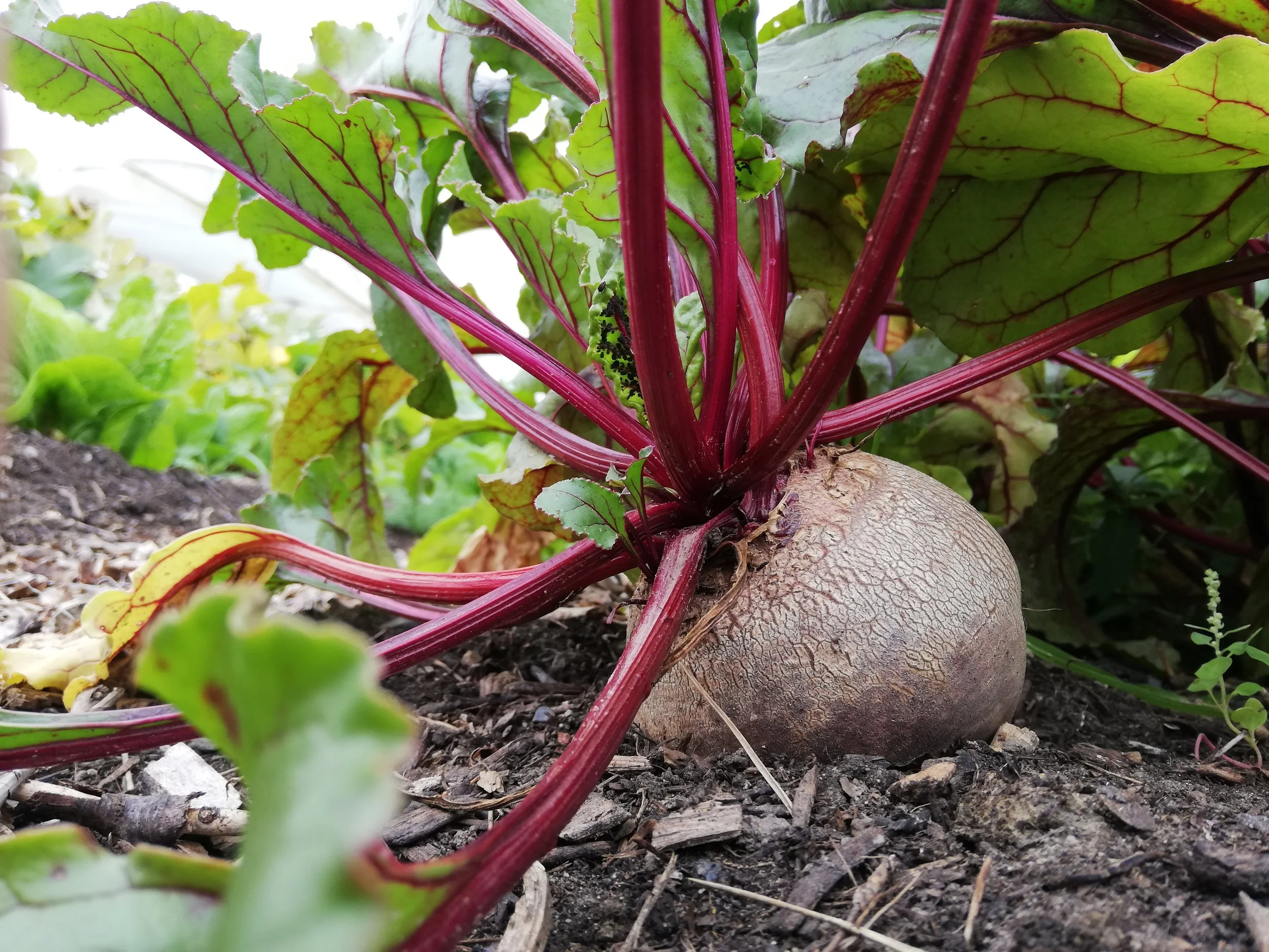 Rote Bete Gemüse regional einkaufen unbehandelt bio Borken (Westf.) Heiden Raesfeld Velen