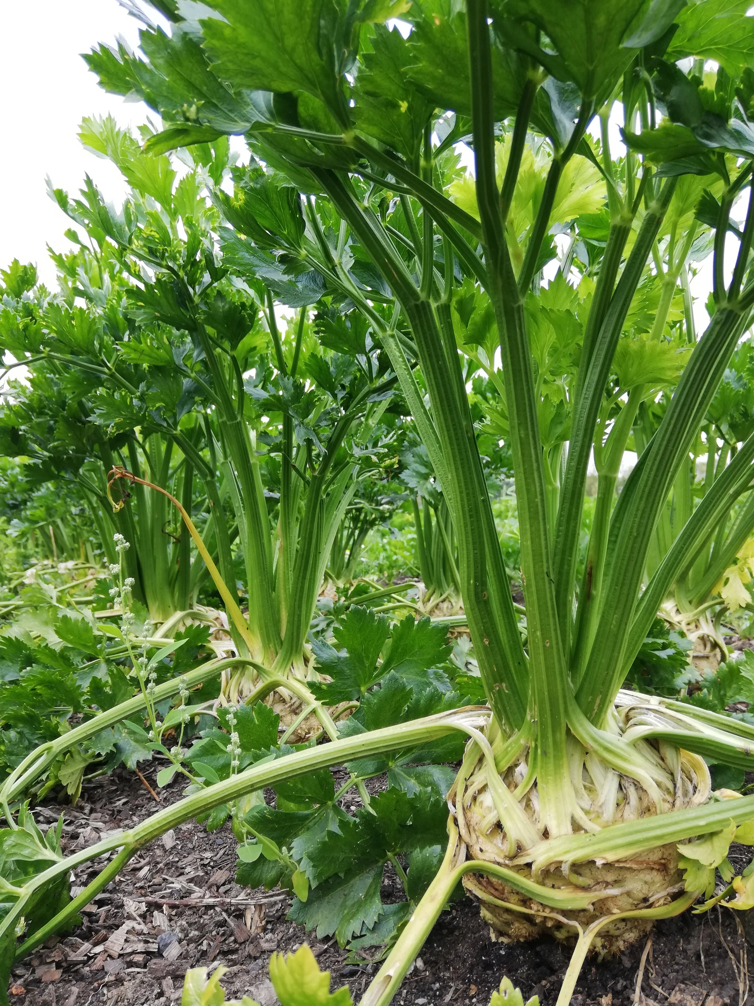 Sellerie Knollensellerie frisch unbehandelt bio regional einkaufen Borken (Westf.) Heiden Raesfeld Velen