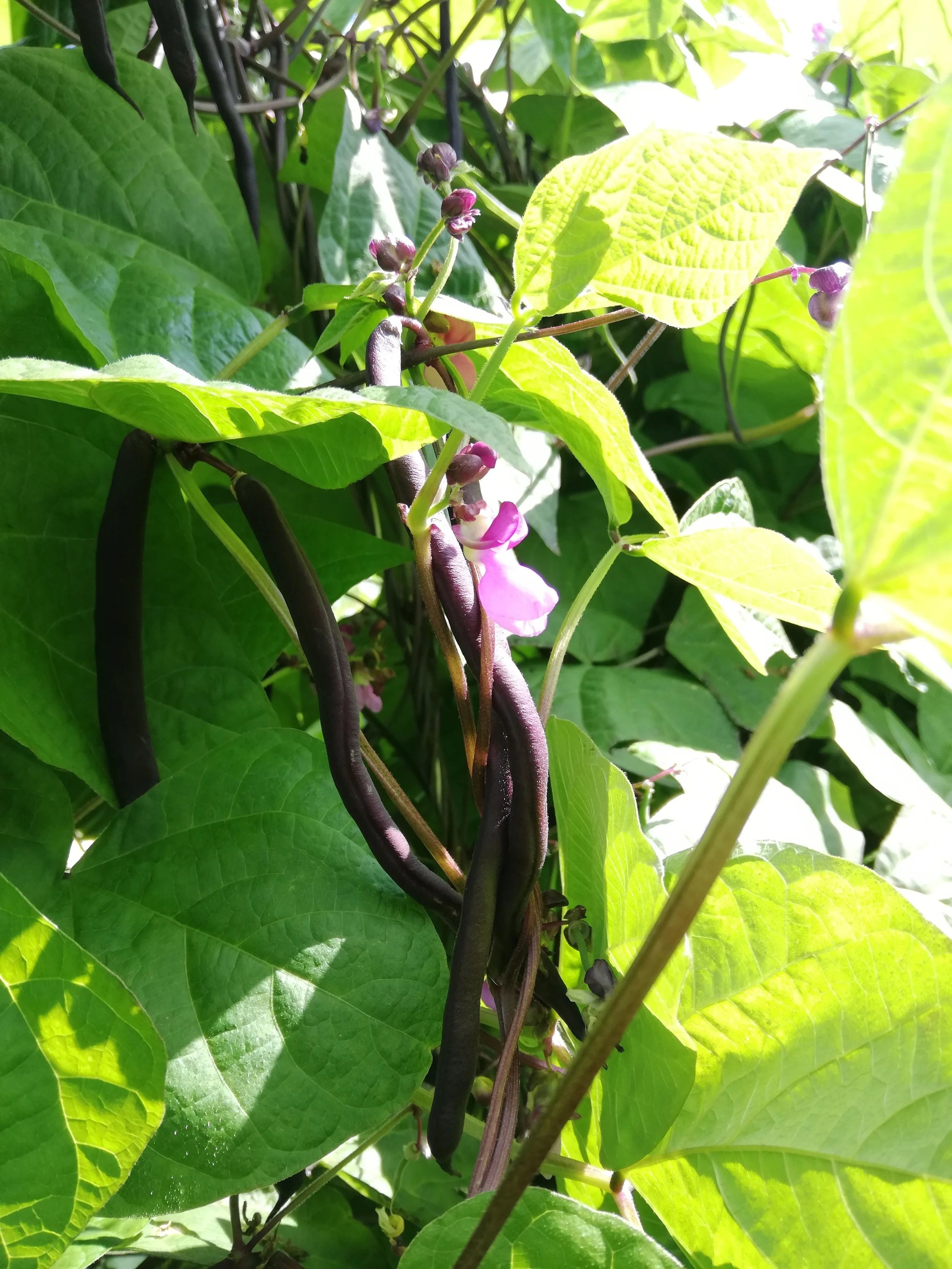 Bohne Stangenbohne frisch unbehandelt bio regional einkaufen Borken (Westf.) Heiden Raesfeld Velen