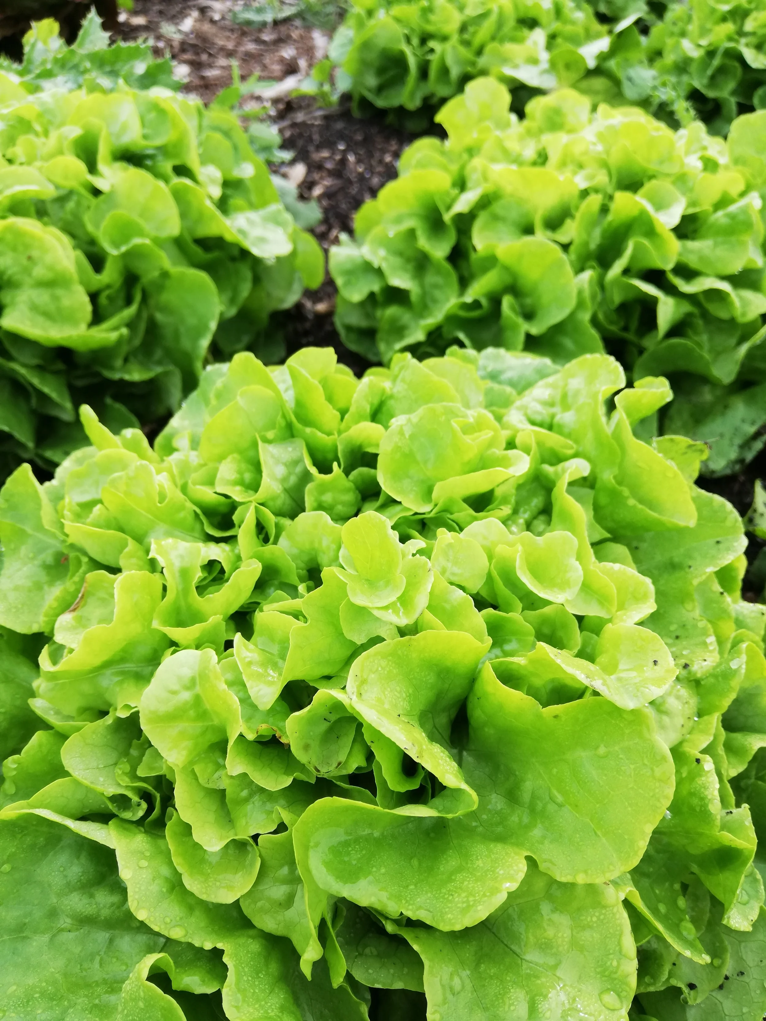 Salat frisch unbehandelt bio regional einkaufen Borken (Westf.) Heiden Raesfeld Velen