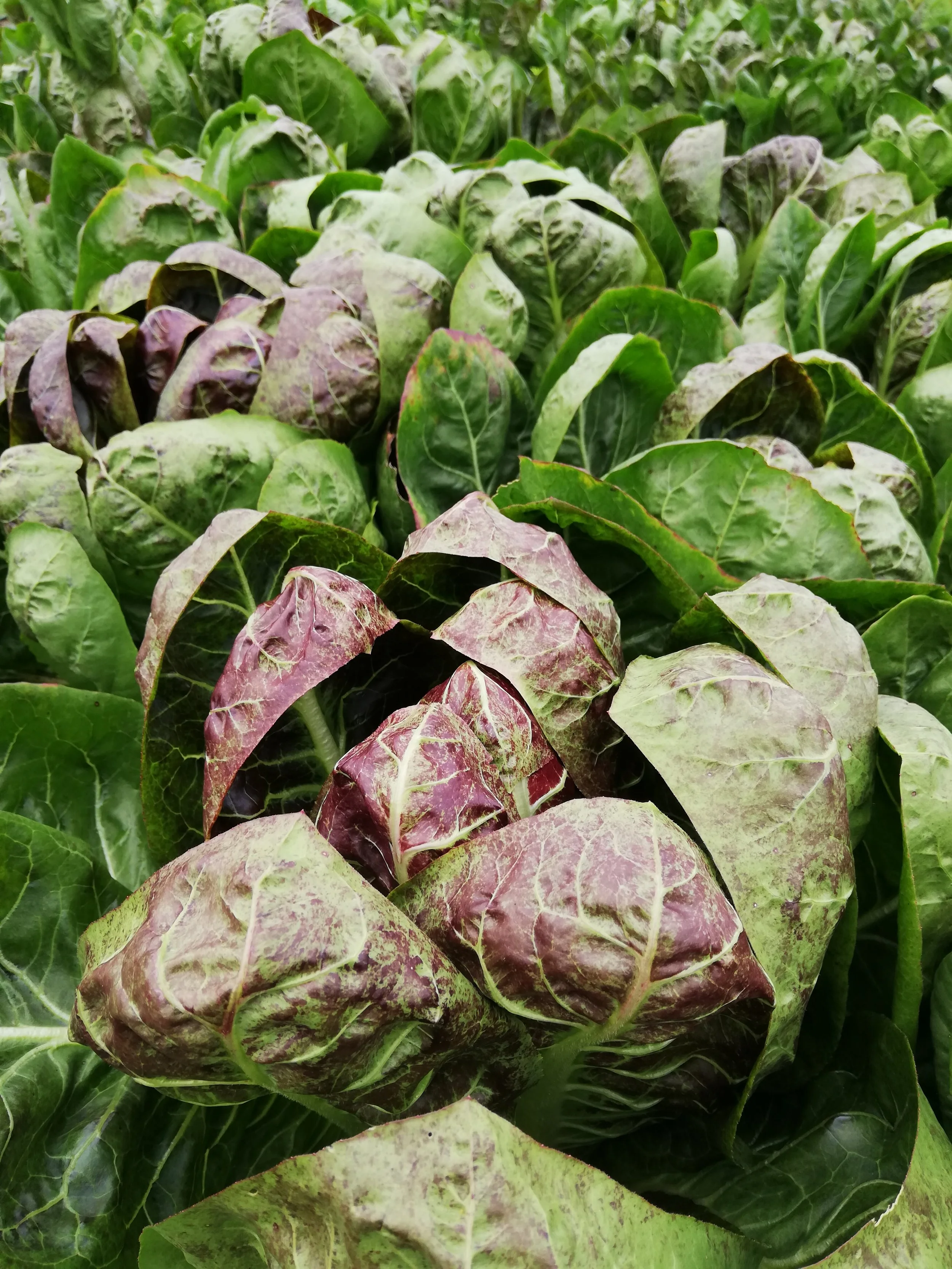 Salat Radiccio frisch unbehandelt bio regional einkaufen Borken (Westf.) Heiden Raesfeld Velen