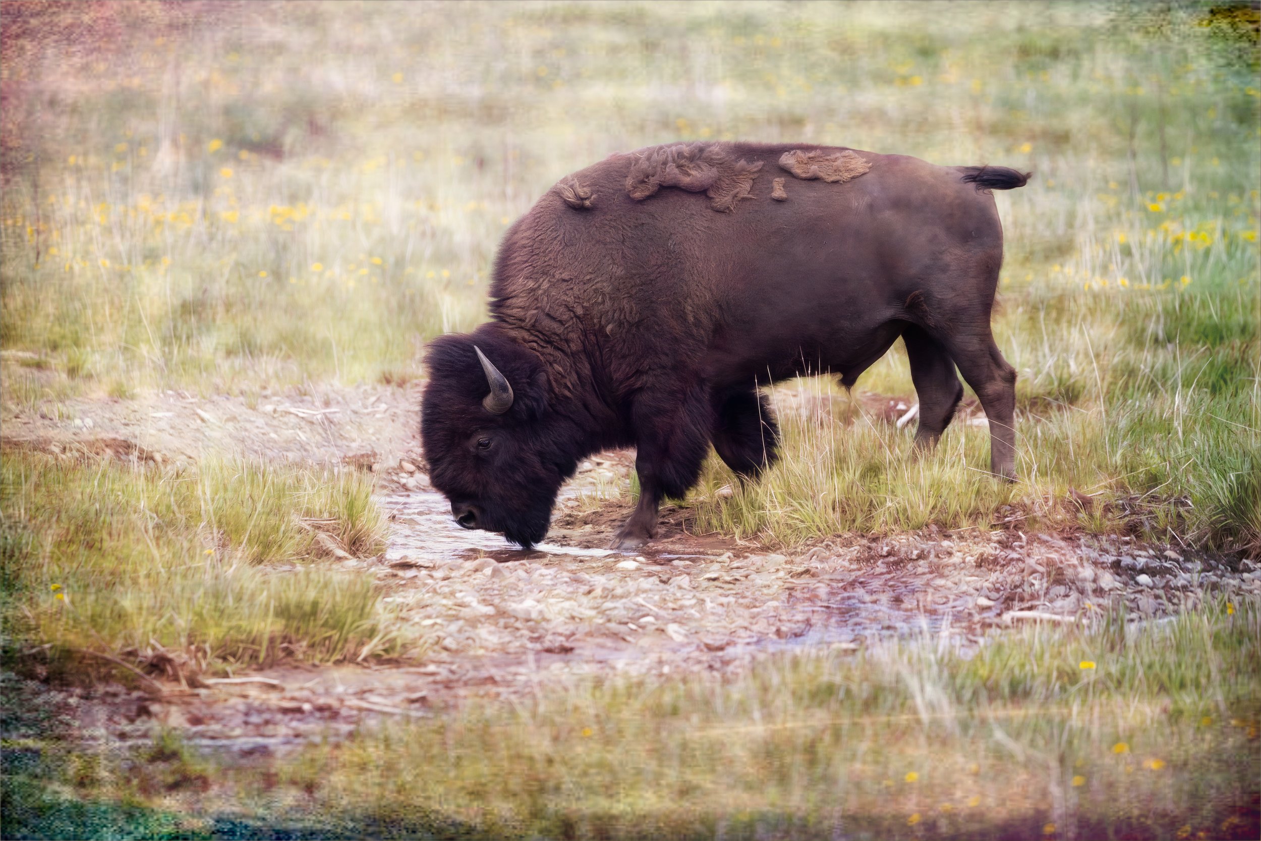 Bison1Just painted copy.jpg