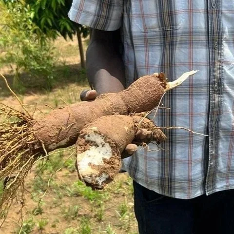Dead Soil Does Not Feed Children