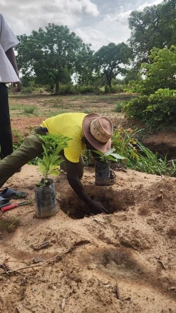 312_new_trees_planted_yennenga.(4).jpeg