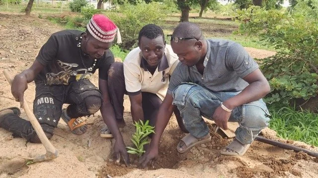 312_new_trees_planted_yennenga.(5).jpeg