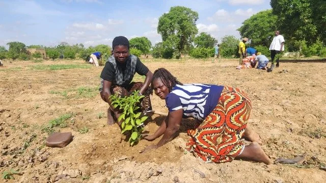 312_new_trees_planted_yennenga.(10).jpeg