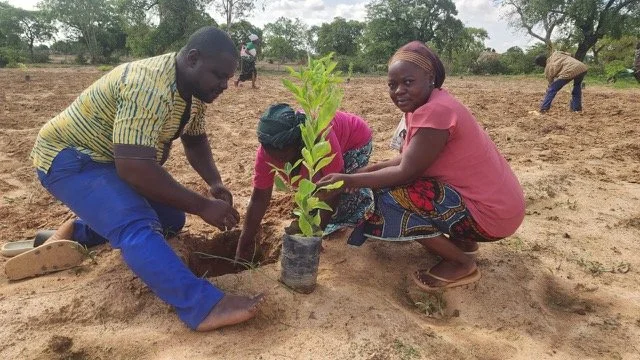 312_new_trees_planted_yennenga.(12).jpeg