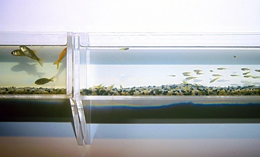 Food Chain (2012) - installation