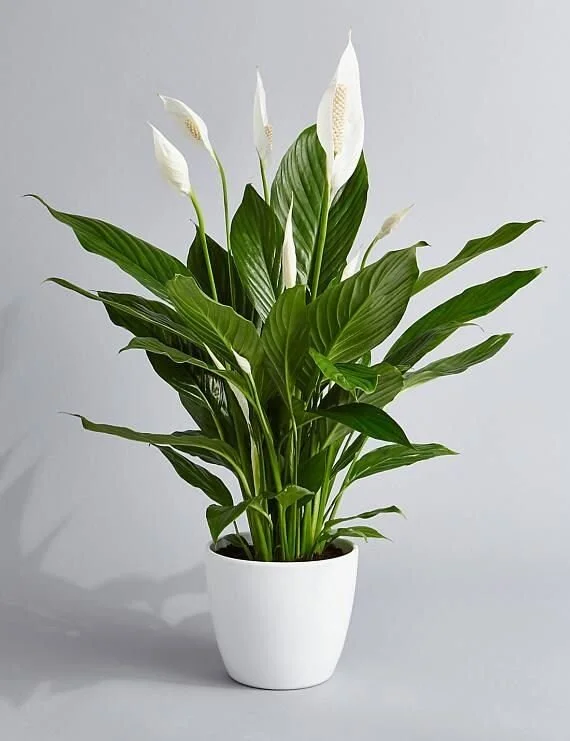 Spathiphyllum - Peace Lily.jpg
