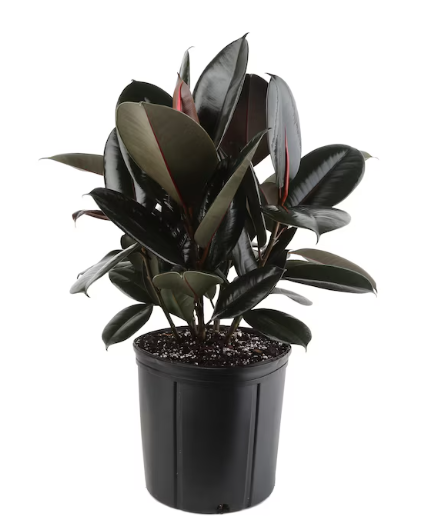 Rubber Plant.png