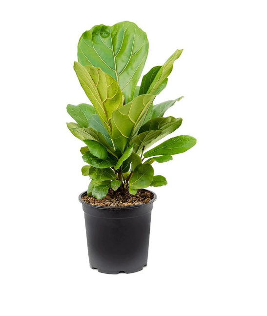 Fiddle Leaf.png