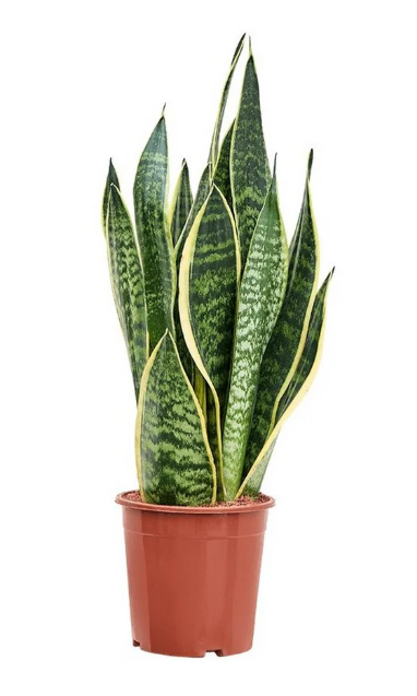 Snake Plant.png