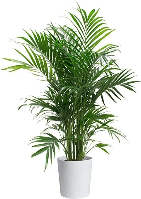 Palm Plant.jpg