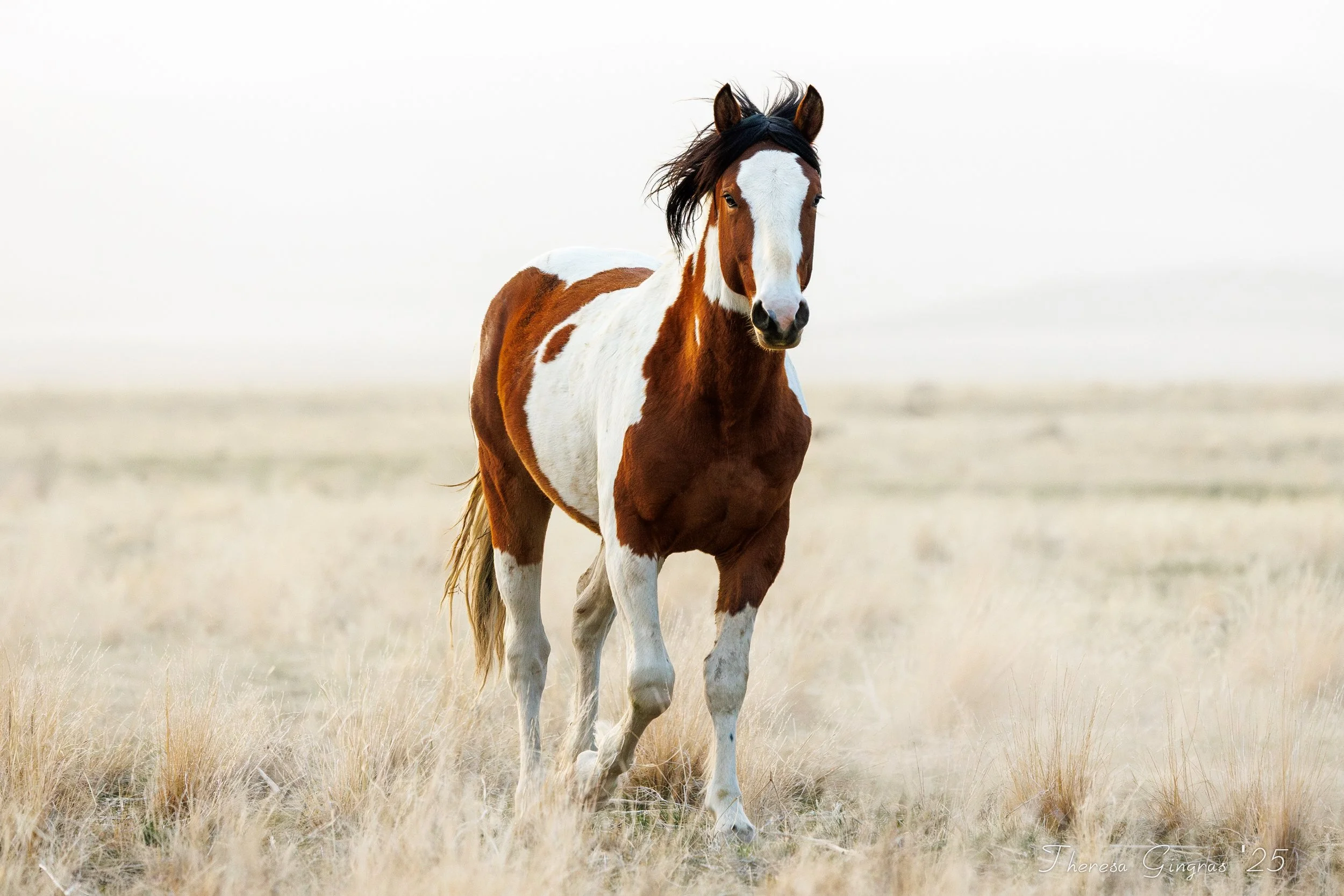 Wild horse