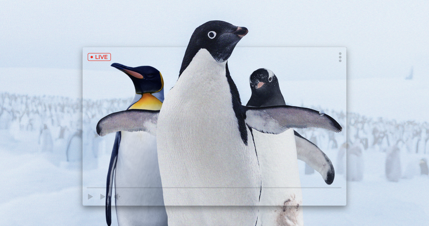 Penguins International