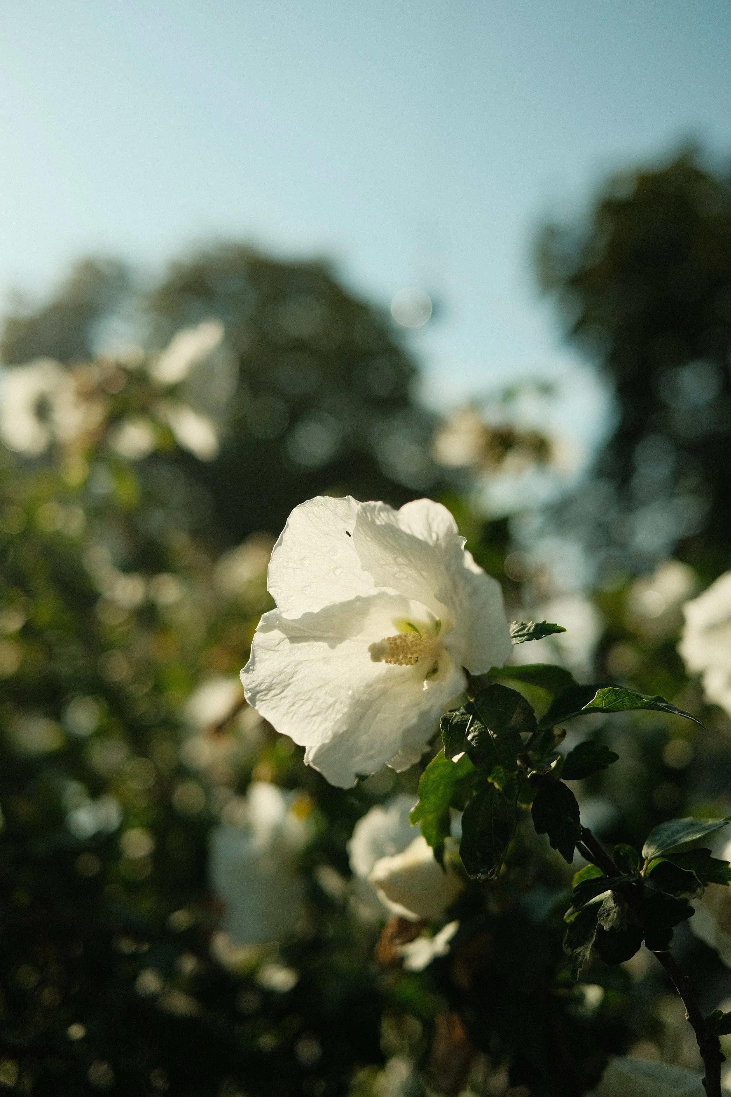 Pope Francis writing a second part of Laudato si'