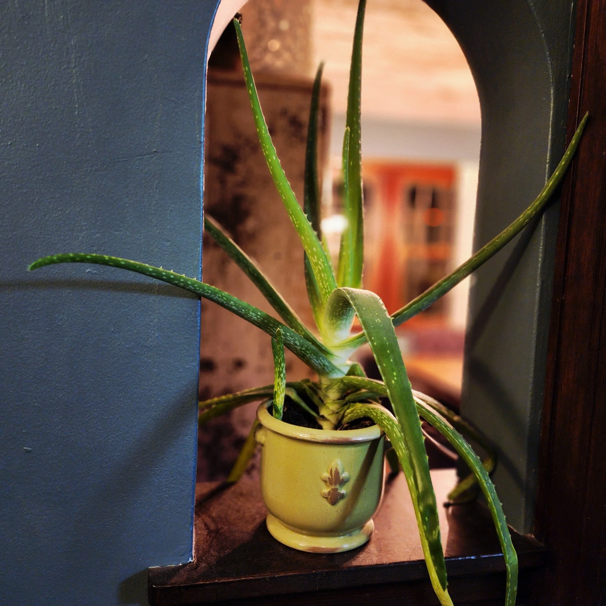 Today is Houseplant Appreciation Day, and it feels like the perfect January reminder.

While the fields rest and the world outside stays quiet, there&rsquo;s still life growing indoors.
Green leaves catching winter light.
Pots turned just enough towa