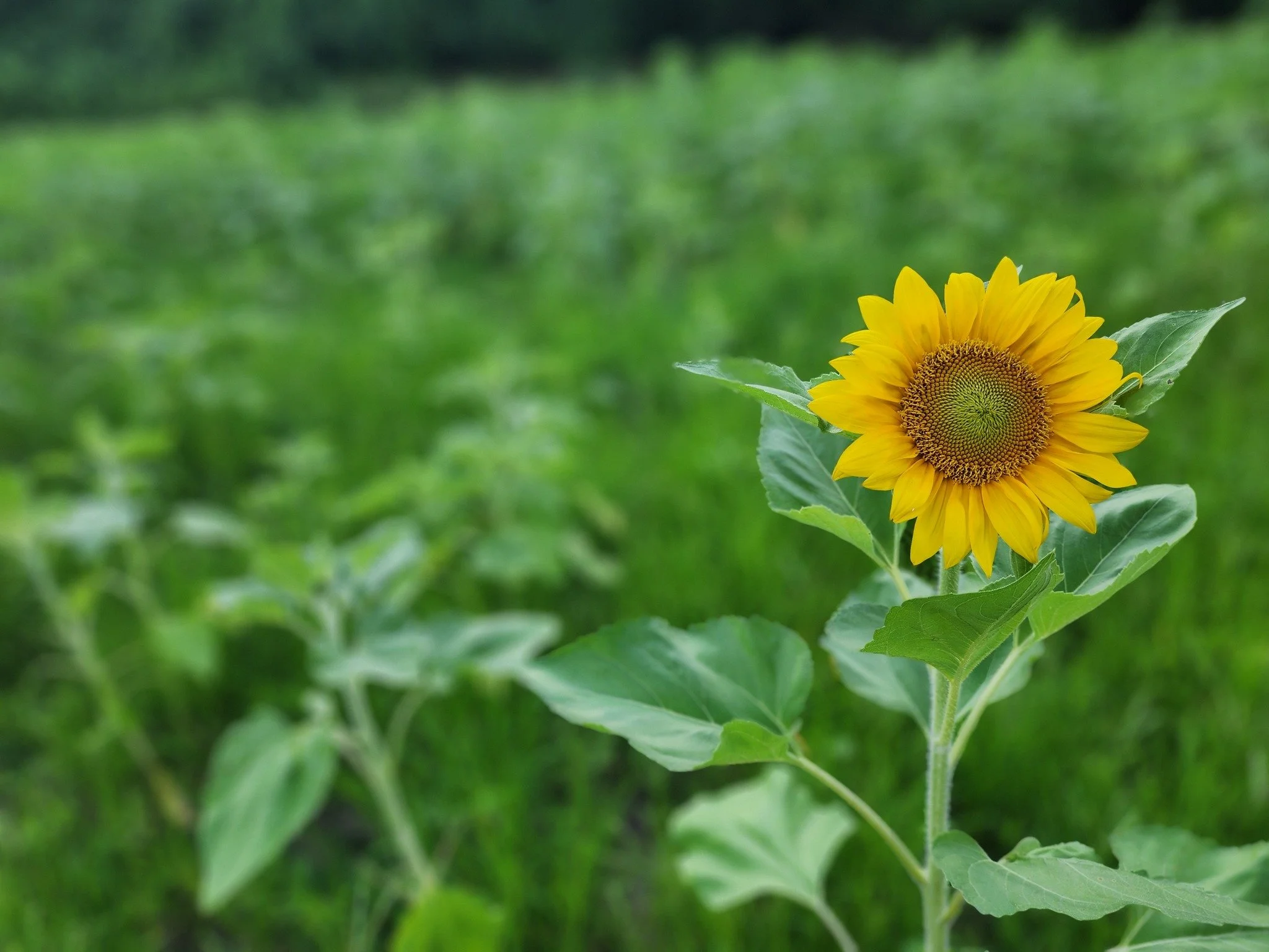 This farm has always felt like a place meant for gathering.

From the very beginning, it&rsquo;s felt less like land to pass through and more like a place to linger, to talk a little longer, to bring people together, and to share something simple and