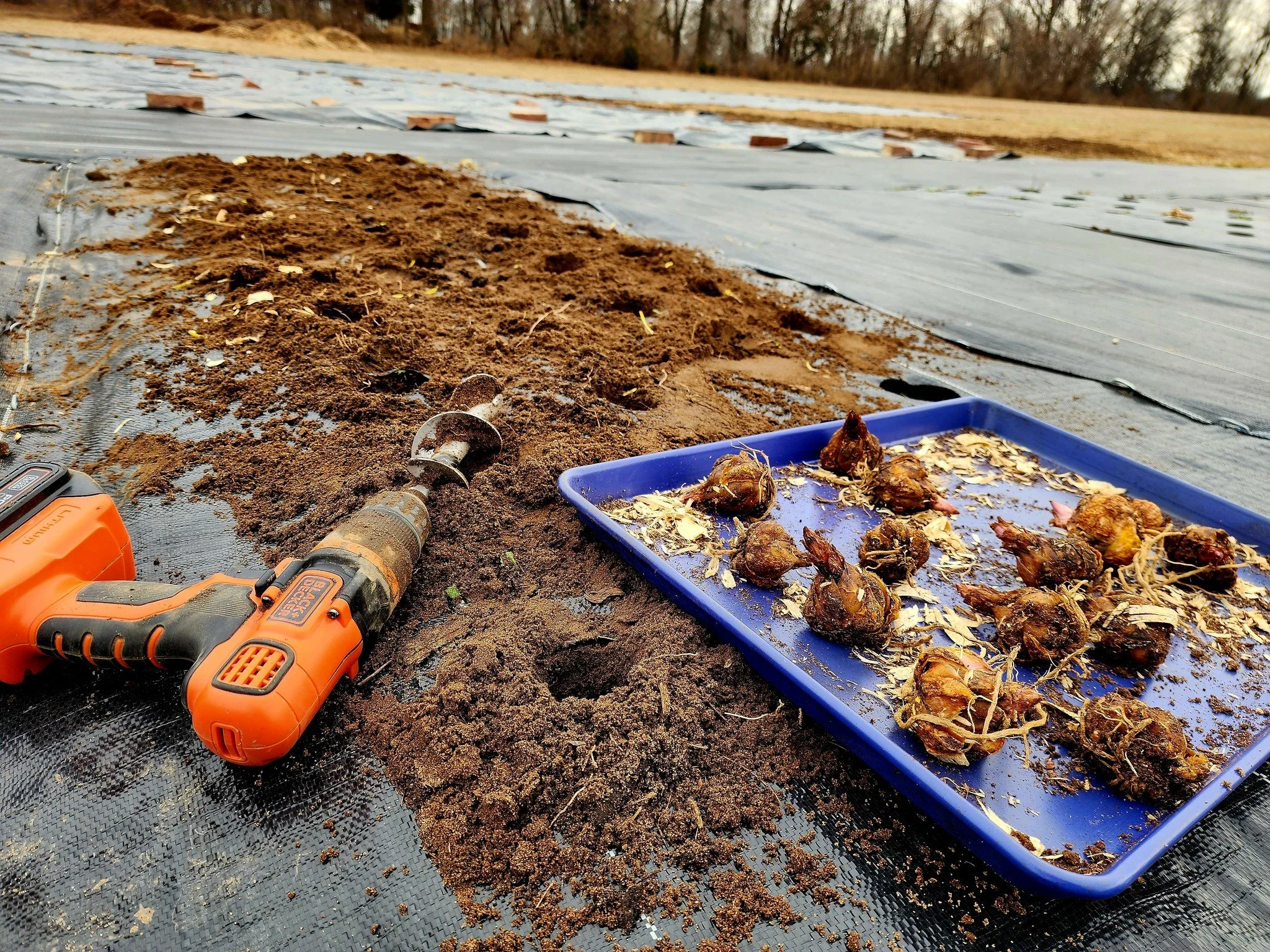 February is where anticipation starts to build.

The plans are taking shape.

The notebooks are open.

And today, lily bulbs are finding their way into the ground, a quiet reminder that spring planning isn&rsquo;t just on paper.

Even when the fields