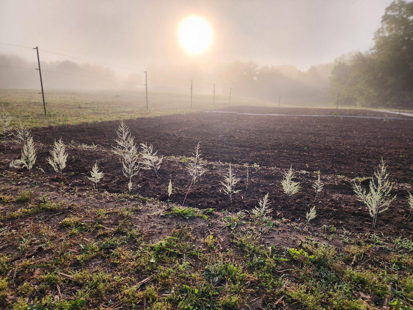 This farm continues to teach us patience.

The kind that reminds us growth doesn&rsquo;t rush, and good things take the time they need.
Seasons unfold in their own way here, quietly, steadily, without urgency.

We&rsquo;re learning that tending the l