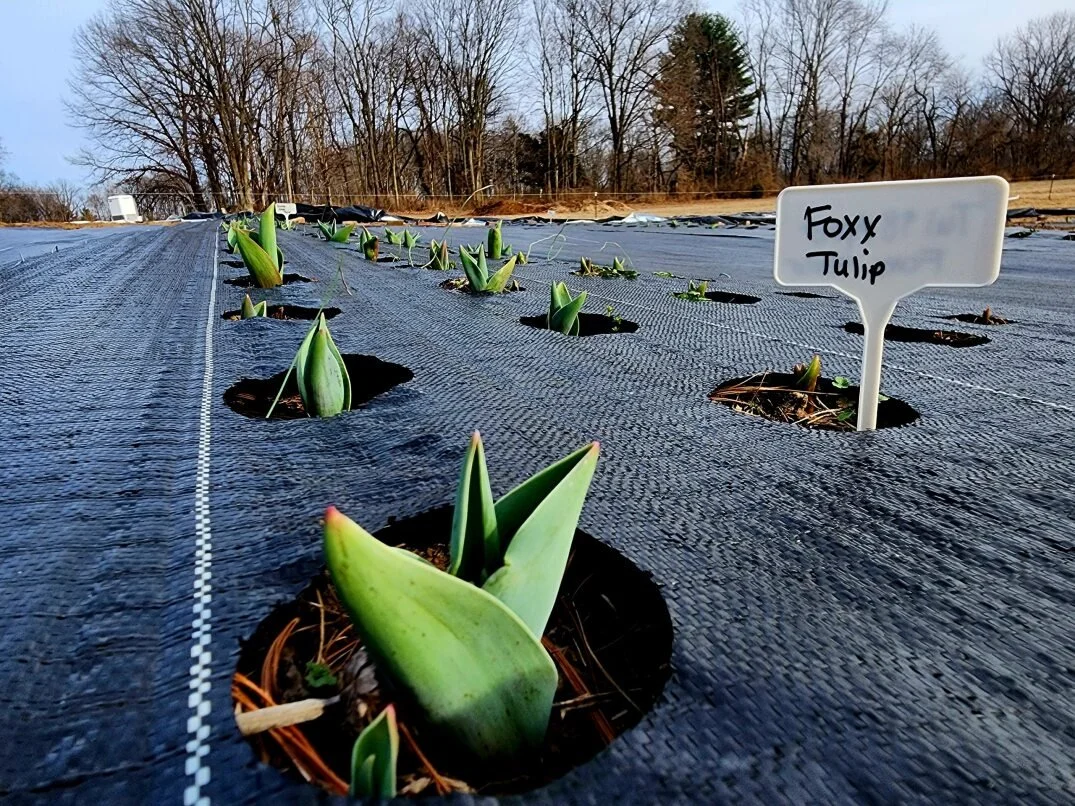 We&rsquo;re watching the ground closely now.

The smallest green shoots pushing up -
barely noticeable
unless you&rsquo;re looking for them.

This is how the season begins.
Quietly.
Patiently.

Tulip season doesn&rsquo;t last long.

And that&rsquo;s 