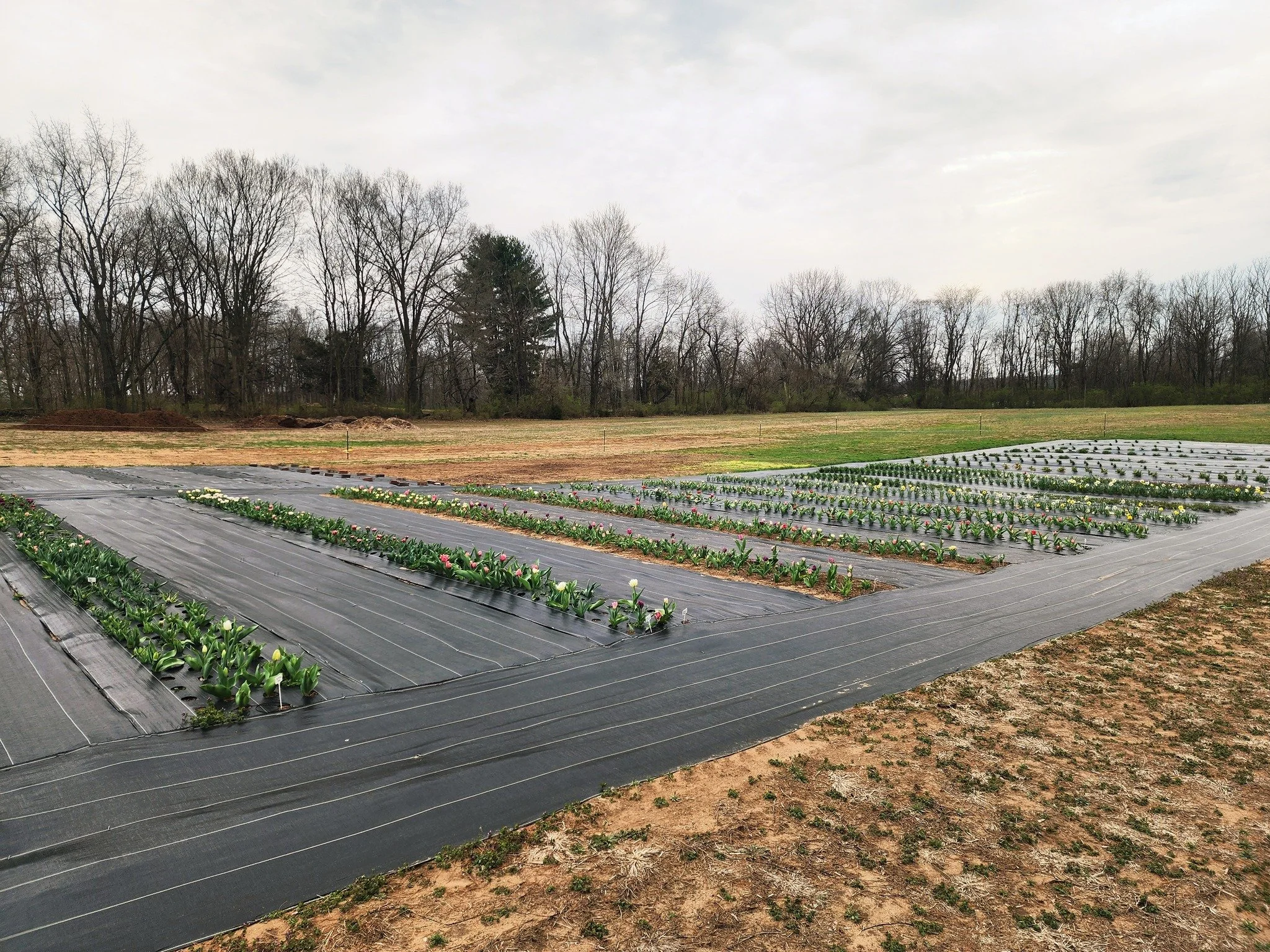 Some seasons arrive a little differently than we expect.

This year, a warmer winter nudged the tulips along early, about two to three weeks ahead of schedule.

They came quickly.
Shorter stems.
A fleeting window.

Still beautiful in their own way&he