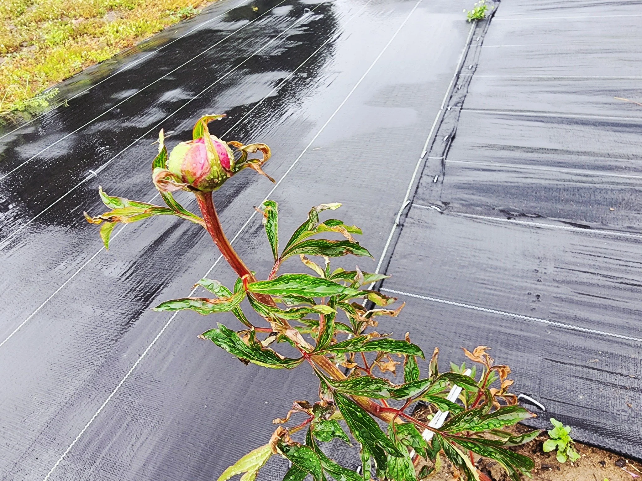 A few new ones starting to open.

Just enough to notice
if you&rsquo;re paying attention.

The fields are still quiet,
but beginning to shift again&mdash;

peonies just starting to push through.

Nothing all at once.
Just the start.

#TerreHauteIndia