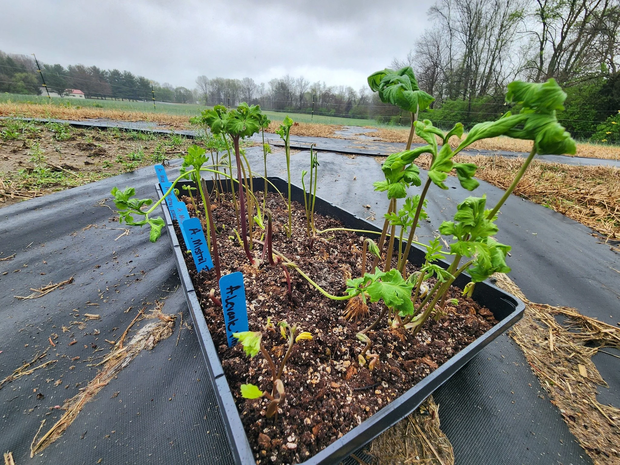 The fields are starting to wake up.

A lot of it begins a little earlier,
behind the scenes.

Still early. Still quiet&mdash;
but beginning to shift.

Not all at once.
Just a little more each day.

#TerreHauteIndiana #SpringAtTheFarm #SeasonalRhythms