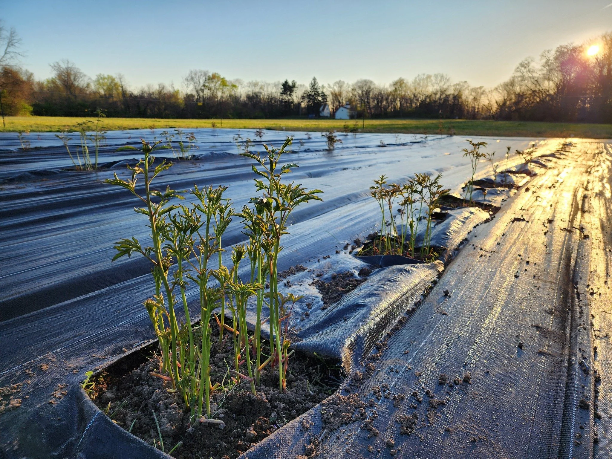 Slow mornings out here.

Soft light,
everything taking its time.

Nothing rushed&mdash;
just a quiet start to the day.

#TerreHauteIndiana #SpringAtTheFarm #SeasonalRhythms #FireDancerFarmAndFields
