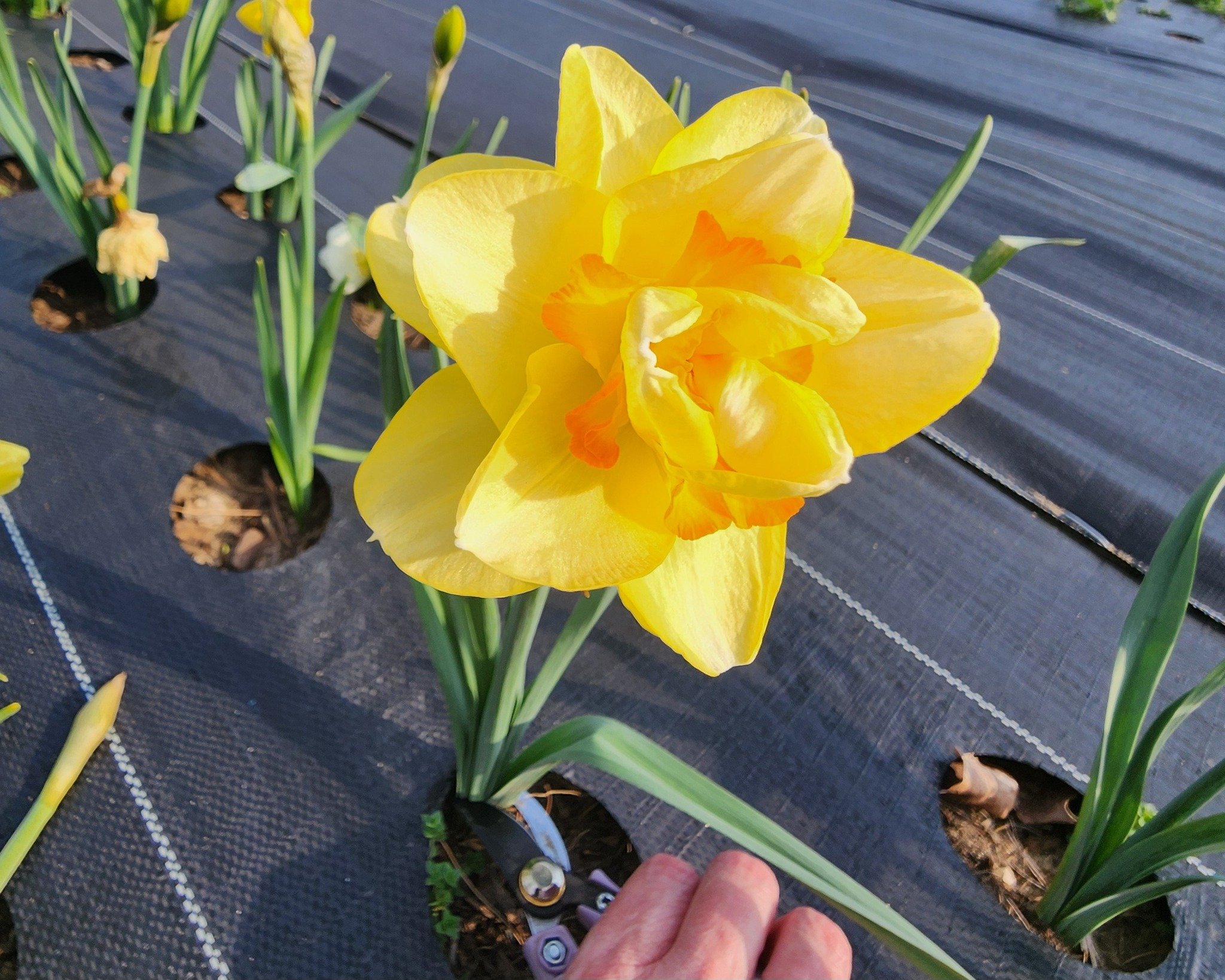 A little color coming in.

After a stretch of quiet,
it&rsquo;s the kind of shift you notice right away.

Still early&mdash;
but starting to feel like the season is finding its way.

#TerreHauteIndiana #SpringAtTheFarm #SeasonalRhythms #FireDancerFar
