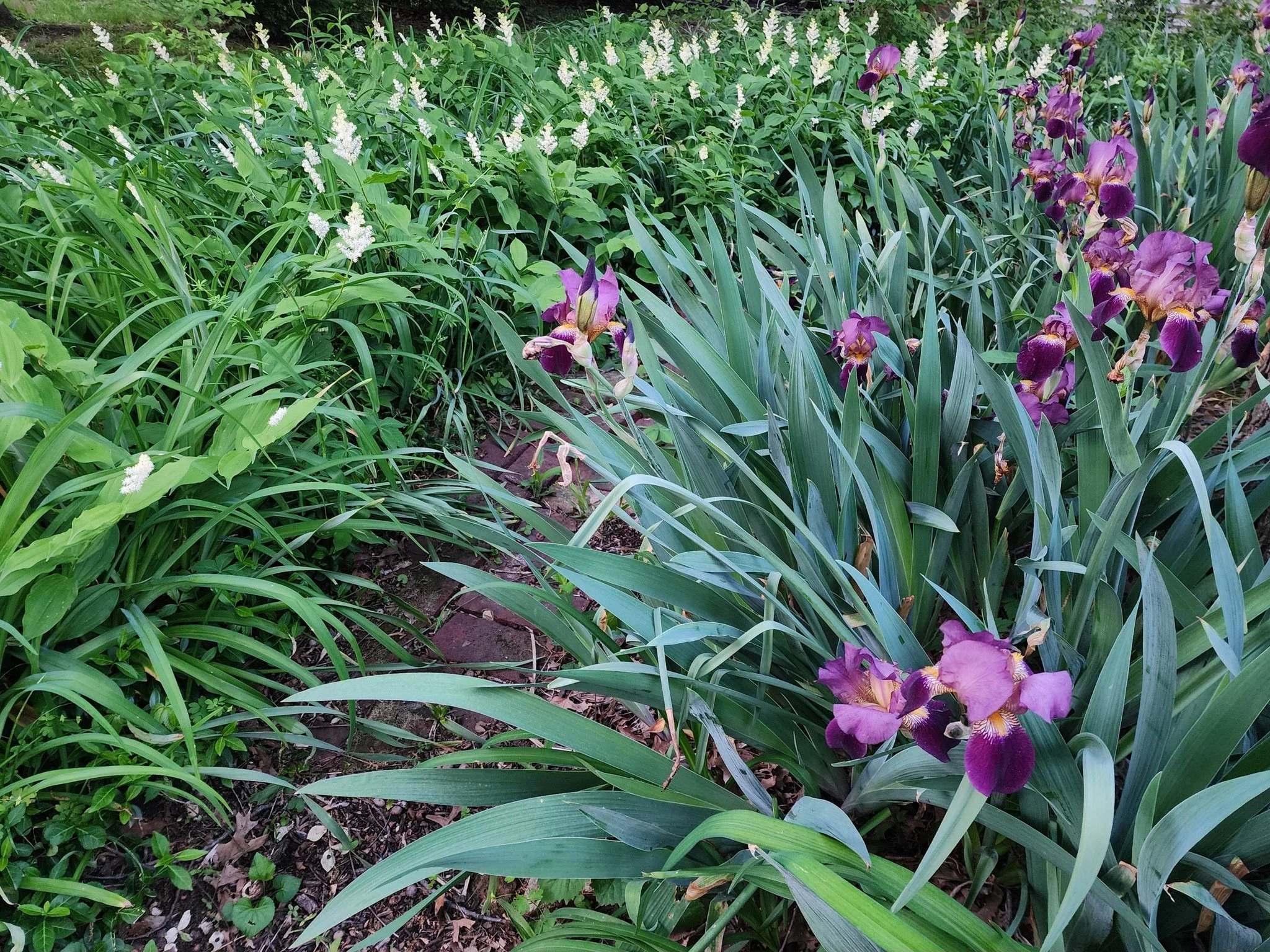 More color finding its way in.

Not all at once&mdash;
just enough to notice.

#TerreHauteIndiana #IndianaSpring #FlowerFarmLife #SimpleDays #PetalsAndStems #FireDancerFarmAndFields