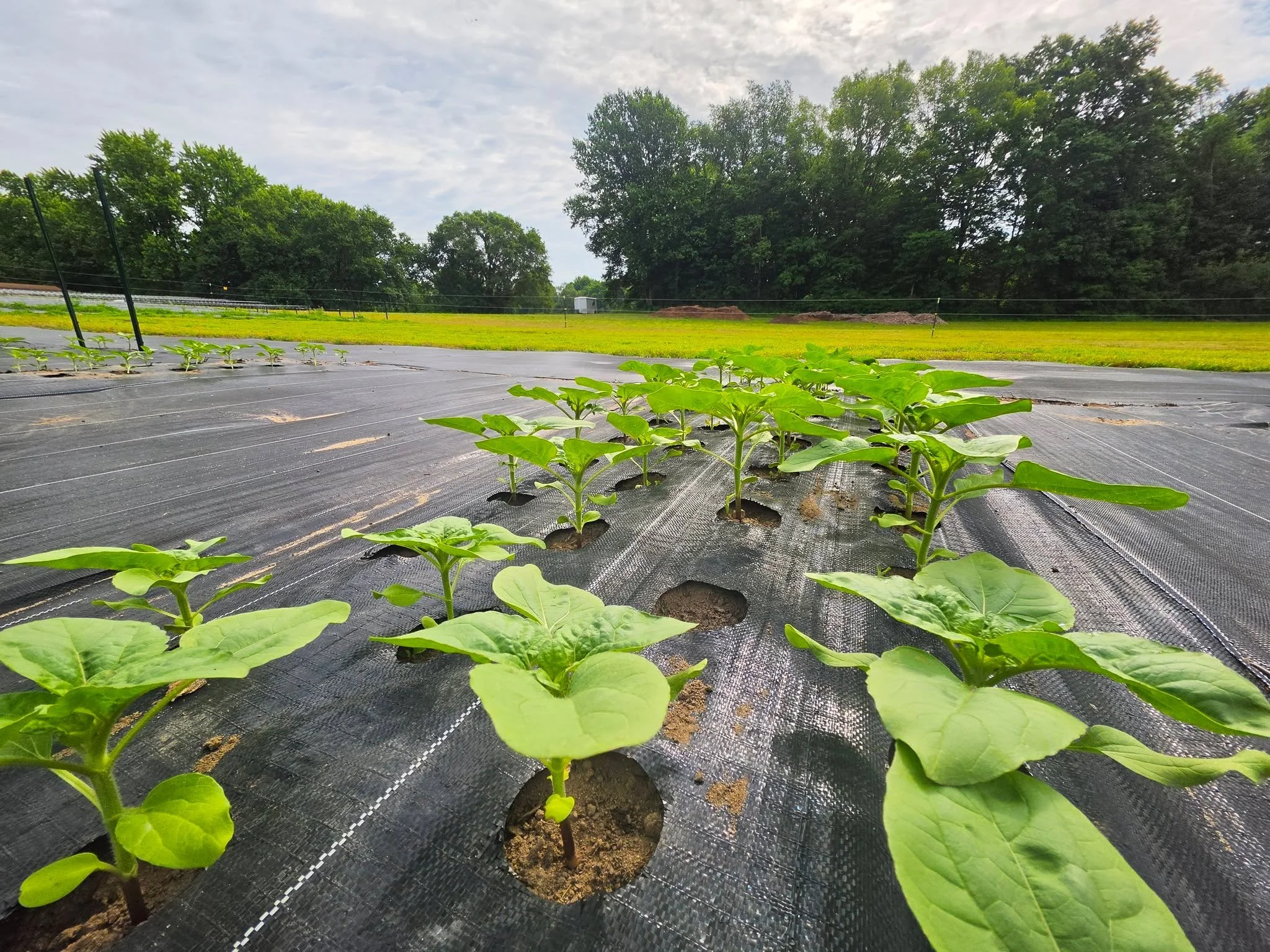 In another corner of the farm, the sunflowers are settling in.

Still early.

But they're beginning to find their place.

#TerreHauteIndiana #GrowingSeason #FlowerFarmLife #FromTheField #FireDancerFarmAndFields