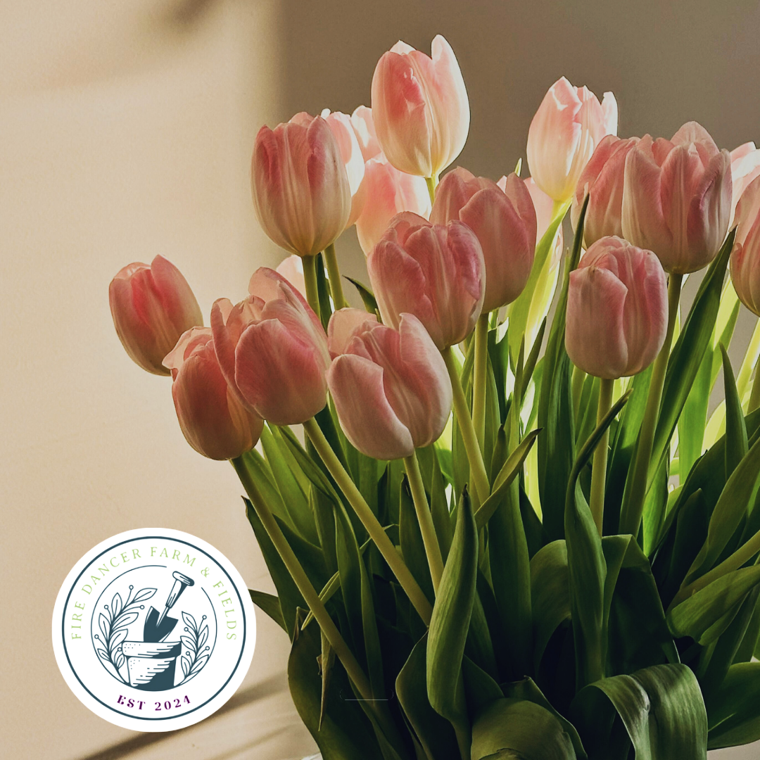 Pink tulips with the Fire Dancer Farm & Fields logo.