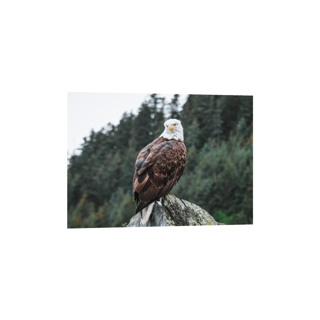ptq_1_7_72_0_2038_1456_0_false_ffffff_0_0_.png