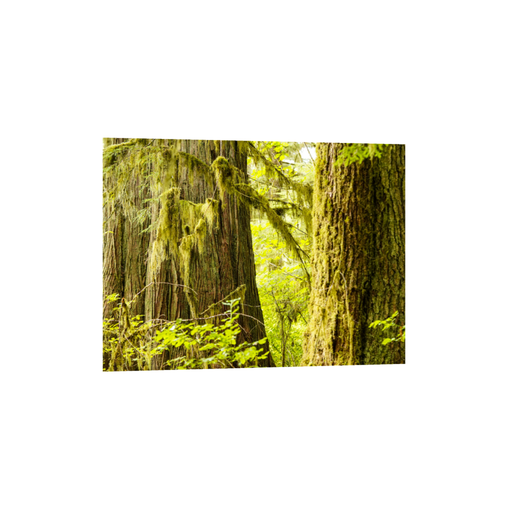 ptq_34_5_333_0_5333_4000_0_false_ffffff_0_0_.png