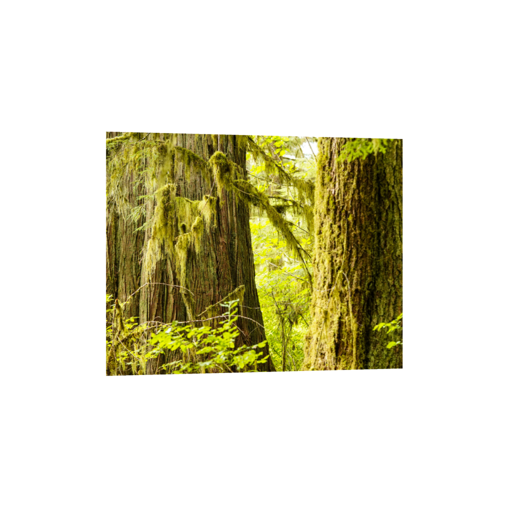 ptq_1_6_500_0_5000_4000_0_false_ffffff_0_0_.png